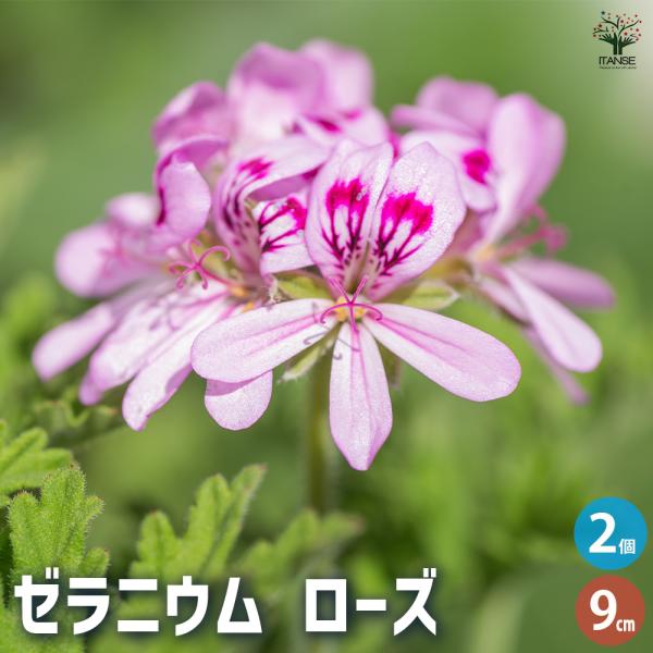ゼラニウム ローズ ハーブの苗 9cmポット/お買い得2個セット 花の苗 ゼラニウム苗 ゼラニウムの...