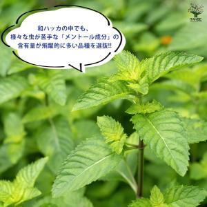 虫よらず ニホンハッカ 和ハッカ ハーブの苗 ...の詳細画像1