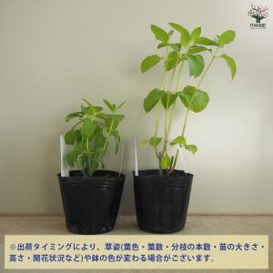 虫よらず ニホンハッカ 和ハッカ ハーブの苗 ...の詳細画像3