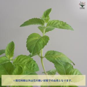 虫よらず ニホンハッカ 和ハッカ ハーブの苗 ...の詳細画像4