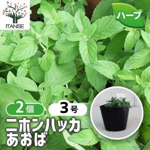 ITANSE ニホンハッカ あおば ハーブの苗 9cmポット/お買い得2個セット 自生ハーブ 日本のハーブ 和種ハッカ ハーブティー ガーデニング