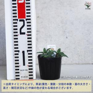 ITANSE ニホンハッカ あおば ハーブの苗...の詳細画像1
