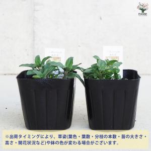 ITANSE ニホンハッカ あおば ハーブの苗...の詳細画像2
