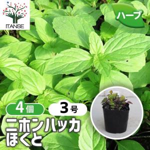 ハーブの苗 ほくと 4個セット