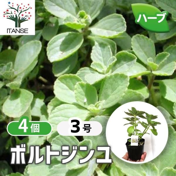 ITANSE ハーブ苗 ボルトジンユ 9cmポット お買い得4個セット 送料無料 イタンセ公式