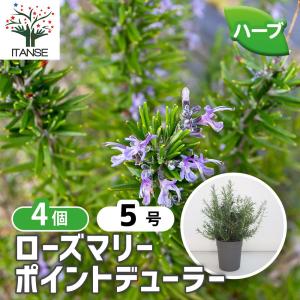 ノコギリコリアンダー ハーブの苗 3.5号/お買い得2個セット スパイス