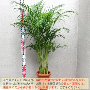 ITANSE 観葉植物 アレカヤシ 8号鉢 1...の詳細画像1