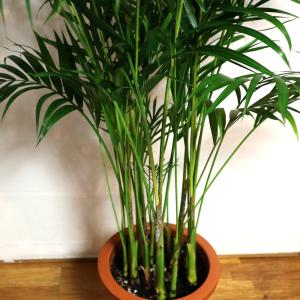 ITANSE 観葉植物 アレカヤシ 8号鉢 1...の詳細画像3