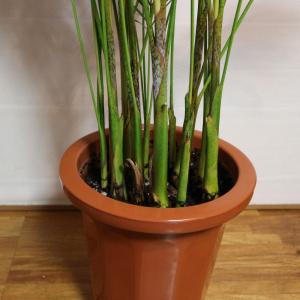 ITANSE 観葉植物 アレカヤシ 8号鉢 1...の詳細画像4