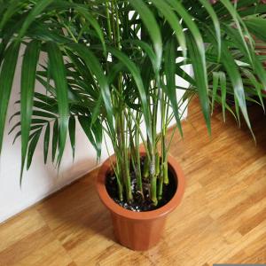 ITANSE 観葉植物 アレカヤシ 8号鉢 1...の詳細画像5