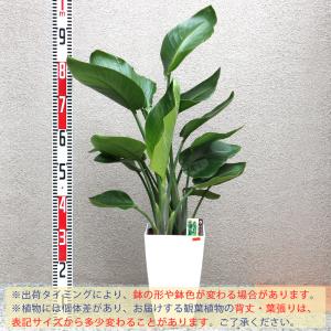 ITANSE 観葉植物 ストレリチア・オーガス...の詳細画像1
