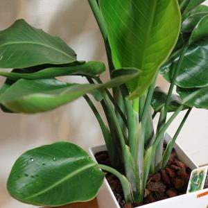 ITANSE 観葉植物 ストレリチア・オーガス...の詳細画像5