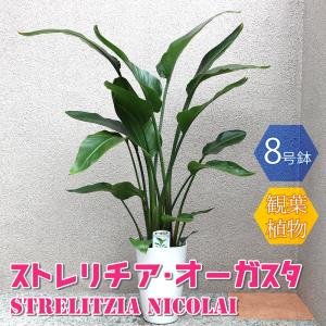 ITANSE 観葉植物 ストレリチア・オーガスタ 8号鉢 Lサイズ 1個 人気 大型 おしゃれ インテリア 育てやすい 風水 送料無料 イタンセ公式｜野菜苗・植物・青果物販売のITANSE