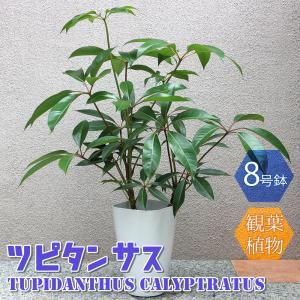 ツピタンサス 黒色 セラアート鉢 8号 鉢植えシェフレラ ピュックレリ