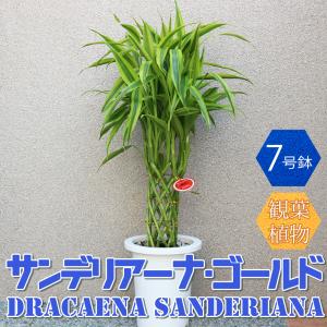 現品お届け】豊明園 万年青 オモト 聖源 陶器鉢（O32）｜観葉10-TU