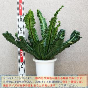 ITANSE 観葉植物 アスプレニウム コブラ...の詳細画像1