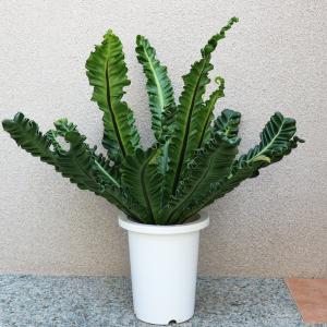 ITANSE 観葉植物 アスプレニウム コブラ...の詳細画像2