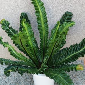 ITANSE 観葉植物 アスプレニウム コブラ...の詳細画像3