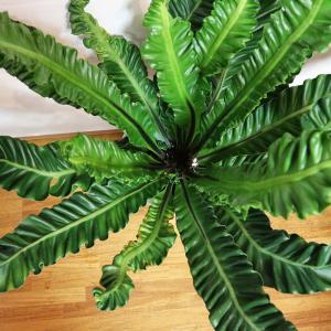 ITANSE 観葉植物 アスプレニウム コブラ...の詳細画像4