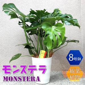 ITANSE 観葉植物 モンステラ 8号鉢 1個 人気 中型 おしゃれ インテリア 育てやすい 風水 送料無料 イタンセ公式