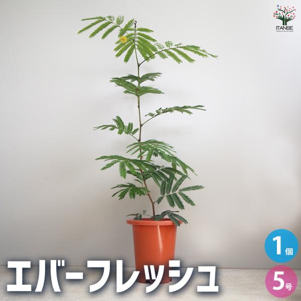 ITANSE 観葉植物 エバーフレッシュ(アカサヤネムノキ) 5号鉢 1個 人気 小型 おしゃれ イ...