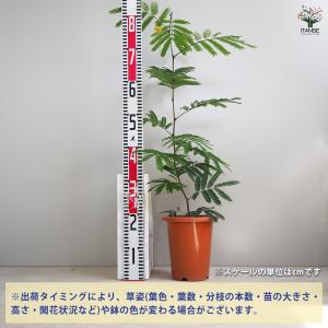 ITANSE エバーフレッシュ (アカサヤネム...の詳細画像1