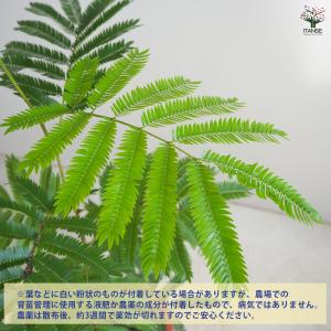 ITANSE エバーフレッシュ (アカサヤネム...の詳細画像3