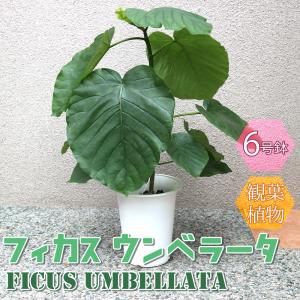 ITANSE 観葉植物 フィカス ウンベラータ ゴムの木の仲間 6号鉢 1個 人気 小型 おしゃれ ...