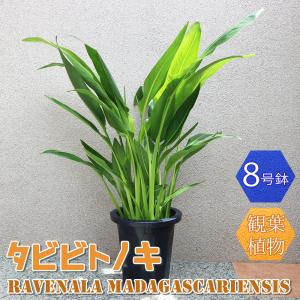 ストレリチア オーガスタ 極楽鳥花 3株植え 7号鉢 観葉植物 : お花処