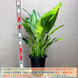 ITANSE 観葉植物 旅人(タビビト)の木8...の詳細画像1