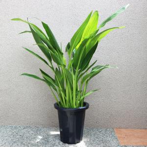 ITANSE 観葉植物 旅人(タビビト)の木8...の詳細画像2