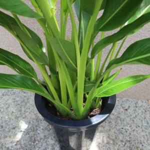 ITANSE 観葉植物 旅人(タビビト)の木8...の詳細画像3