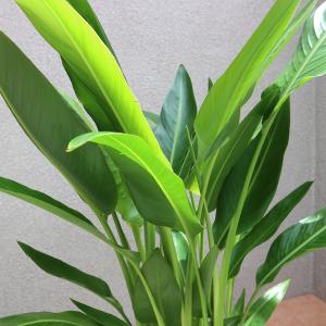ITANSE 観葉植物 旅人(タビビト)の木8...の詳細画像4