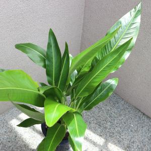 ITANSE 観葉植物 旅人(タビビト)の木8...の詳細画像5