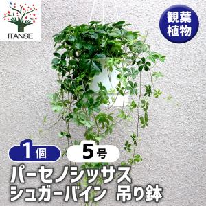 ITANSE 観葉植物 パーセノシッサスシュガーバイン5号1個 人気 小型 おしゃれ 卓上 インテリア 育てやすい 風水 送料無料 イタンセ公式