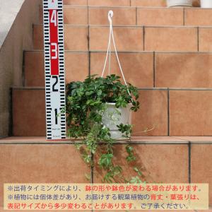 ITANSE 観葉植物 パーセノシッサスシュガ...の詳細画像1