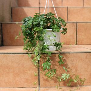 ITANSE 観葉植物 パーセノシッサスシュガ...の詳細画像2