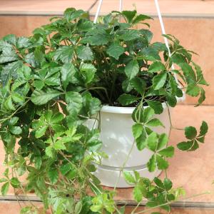 ITANSE 観葉植物 パーセノシッサスシュガ...の詳細画像3