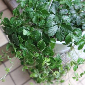 ITANSE 観葉植物 パーセノシッサスシュガ...の詳細画像5