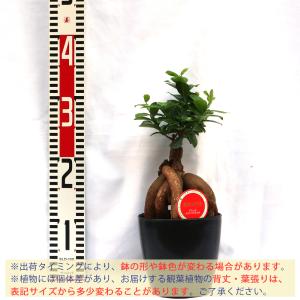 ITANSE 観葉植物 ガジュマル 4.5号鉢...の詳細画像1
