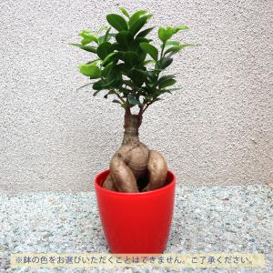 ITANSE 観葉植物 ガジュマル 4.5号鉢...の詳細画像2