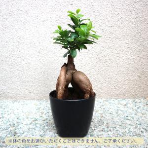ITANSE 観葉植物 ガジュマル 4.5号鉢...の詳細画像3