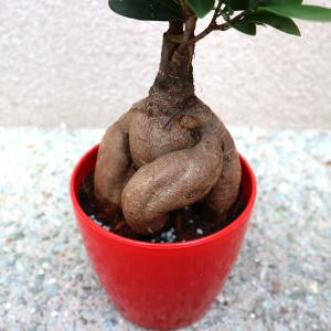 ITANSE 観葉植物 ガジュマル 4.5号鉢...の詳細画像5