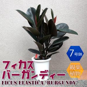 カシワバゴム（フィカス・リラータ）斑入り 3号ポット Ficus lyrata