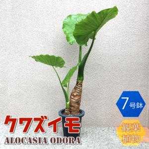 タマリュウ（玉竜）120Potセット・ポット苗 常緑 グランドカバー