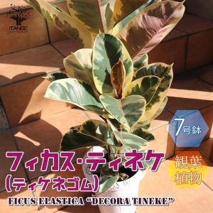 【極美斑・曲がり仕立て】フィカス・ルビー 4号鉢 観葉植物 フィカス ルビー 4号 曲り ラスターポット付き 付き | 観葉