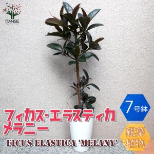 おしゃれ 観葉植物：斑入りスパティフィラム センセーション