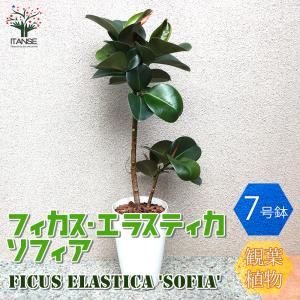 エアプランツ・チランジア・ブラキフィラ【現品】※送料無料 : 日本