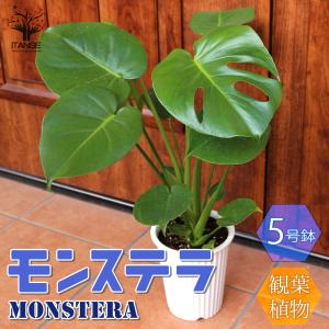 ITANSE 観葉植物 モンステラ 5号プラスチック鉢 1個売り 人気 プレゼント おしゃれ インテリア green 植物のある暮らし お祝い 送料無料 イタンセ公式｜itanse