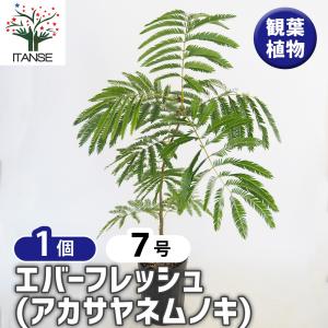 ITANSE エバーフレッシュ (アカサヤネムノキ) 観葉植物 5号鉢 1個売り